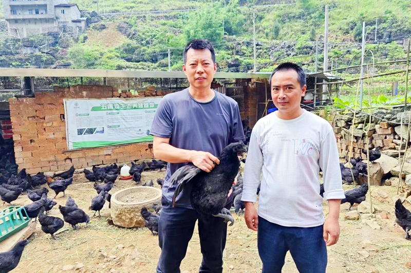 駐村第一書記黃福元（左）在定點幫扶的民族地區(qū)廣西河池大化瑤族自治縣雅龍鄉(xiāng)宏偉村到農(nóng)戶家中了解“五黑雞”養(yǎng)殖情況。_副本.jpg